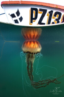 Penzance Compass Jellyfish.jpg