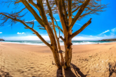 The-tree.-Praa-Sands.jpg