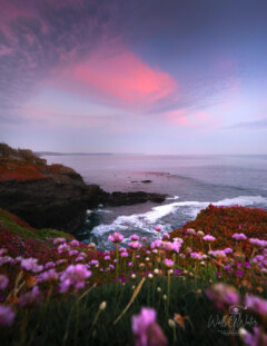 Porthleven-Pinks