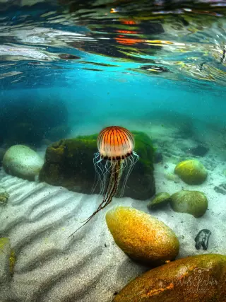Jellyfish playground. Rinsey
