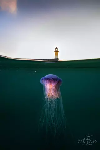Lilac Evening. Newlyn