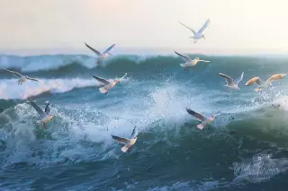 Wave Dance. Marazion