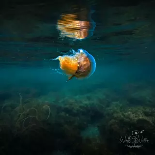 Peaceful Swim. Mounts bay