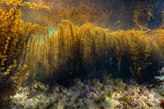 The abyss