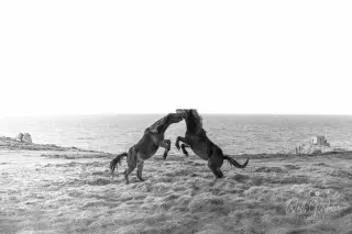 Wild Horses. Sennen