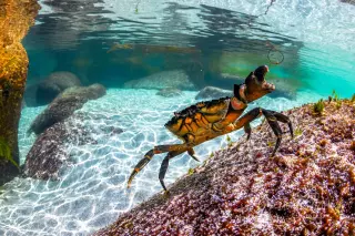 The crab