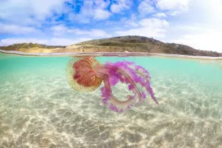 Mauve swim. Sennen