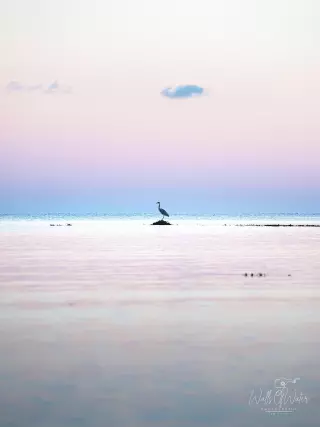 Heron at dusk. Marazion